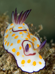 Yellow spotted chomodoris