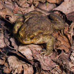 Common or European toad, Bufo bufo, in early spring close-up portrait on dry leaves, selective focus, shallow DOF