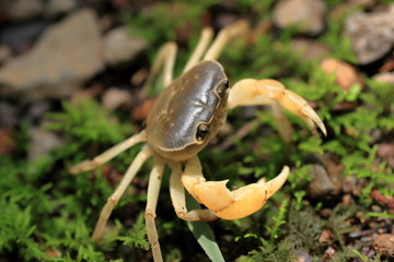 Freshwater crab