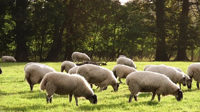 HD Clip of Flock of sheep or lambs grazing on grass in English countryside field between trees, England, Great Britain during summer evening.