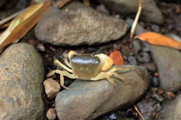 Freshwater crab