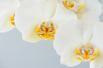 Large white orchid flowers