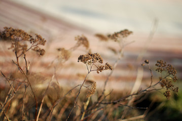 Dry flowers on soft neutral background.