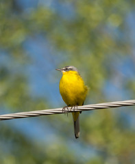 Western yellow wagtail (Motacilla flava) on hawser close-up over green leaves