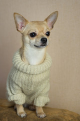 Indoor portrait of curious Chihuahua wearing light knitted