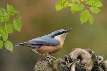 Vögel 85