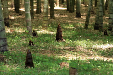 Bamboo sprout