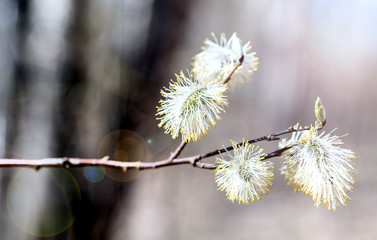 The first spring gentle leaves, buds and branches macro background, young branches with leaves and buds, First sprout on tree branch.