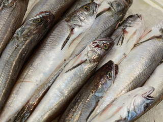 Fototapeta premium mackerel (scomber scombrus): market of seafood