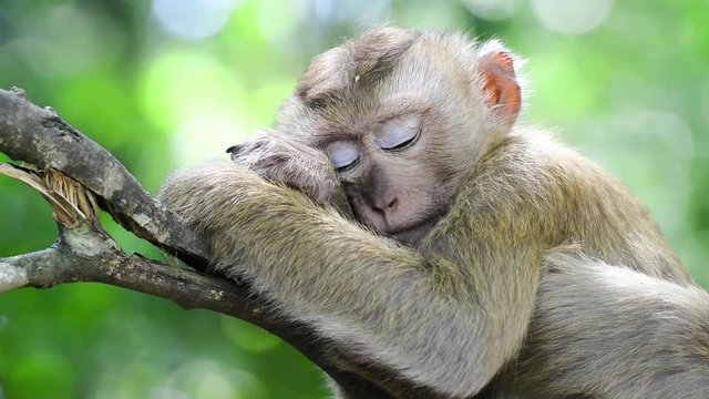 Cute Sleepy Monkey On A Tree Branch
