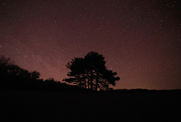 silhouette of tree against starry night sky