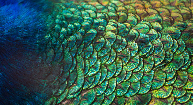 Patterns and colors of peacock feathers.