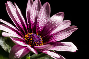 Chrysantheme mit Wassertropfen