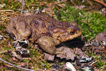 Common or European toad, Bufo bufo, in early spring close-up portrait on ground, selective focus, shallow DOF