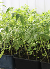 The tomato seedlings.