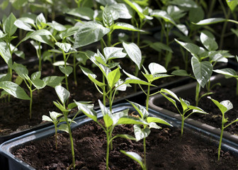 Seedlings of pepper.