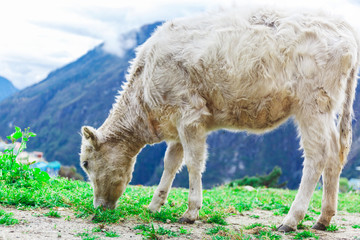 White mountain calf