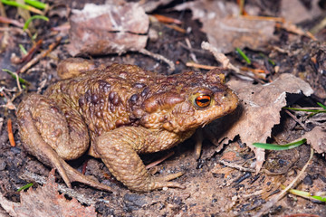 Common or European toad, Bufo bufo, in early spring close-up portrait on ground, selective focus, shallow DOF