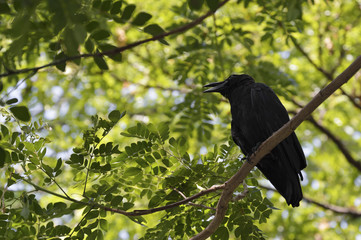 Black crow sitting on the branch of tree
