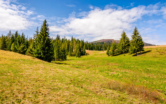 pine forest in summer landscape