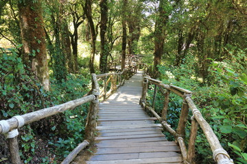 Wooden stair way to jungle among beautiful green foliage background.
