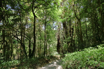 Tropical jungle rain forest in Chiang mai , Thailand