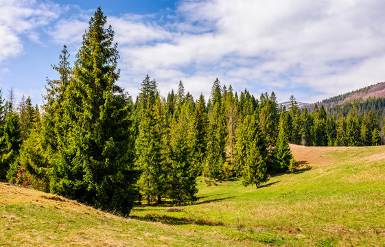 Fototapeta spruce forest in springtime landscape