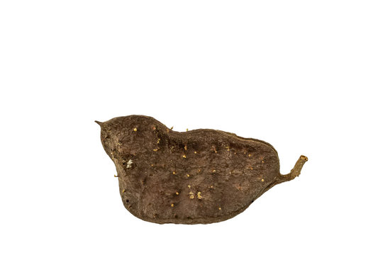 Seeds Tree isolated on white background.Saved with clipping path.