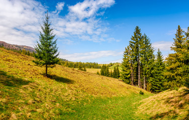 Fototapeta na wymiar spruce forest on a mountain hill side