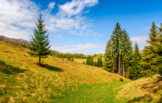 spruce forest on a mountain hill side