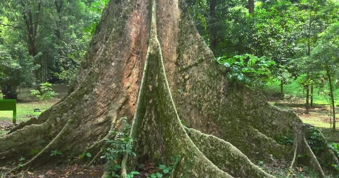 Video footage of a big and high tree in the green tropical forest, shot in 4K resolution