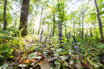 Fototapeta premium Spring flowers nature