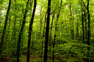 Photograph of a forest of beeches