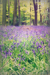Bluebells growing on an english woodland floor