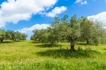 Fototapeta na wymiar Olive trees grove landscape in the Mediterranean island of Crete, Greece.