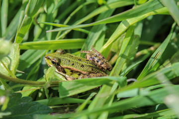 Pelophylax kl. esculentus, frog in green grass