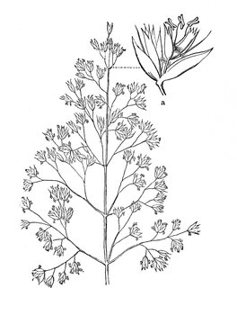 Tufted hairgrass (Deschampsia cespitosa) (from Meyers Lexikon, 1895, 7/876/877)