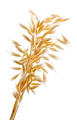 Oat plant.