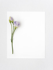 
Card with flowers eustoma
