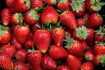 Fresh ripe perfect strawberry