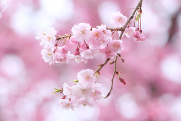 枝垂れ桜
