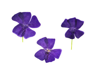 Pressed and dried flowers periwinkle (vinca minor), isolated