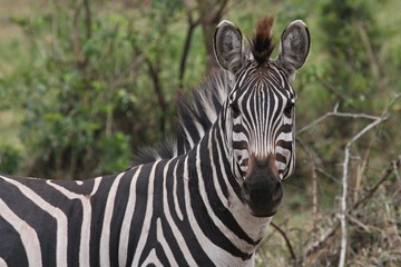 Naklejka premium Beautiful black and white zebra in the nature habitat, wild africa, african wildlife, animals in their nature habitat