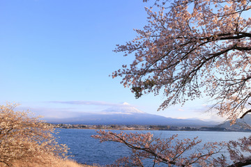 河口湖　富士山と桜