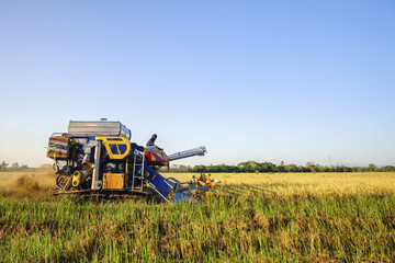 Fototapeta na wymiar combine harvester is harvesting rice