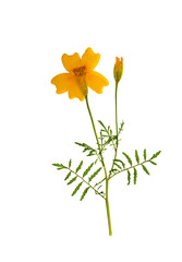 Pressed and dried flower marigold on stem, isolated