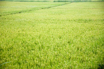 Rice Field. The rice paddy fields.