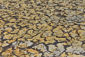 Dry land with moss on top