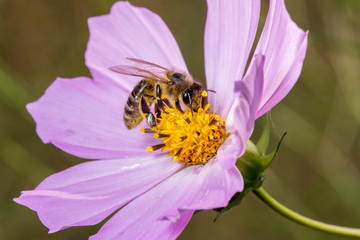 Bee on a pink  flower