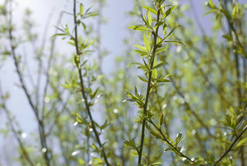 green sprout against the sky